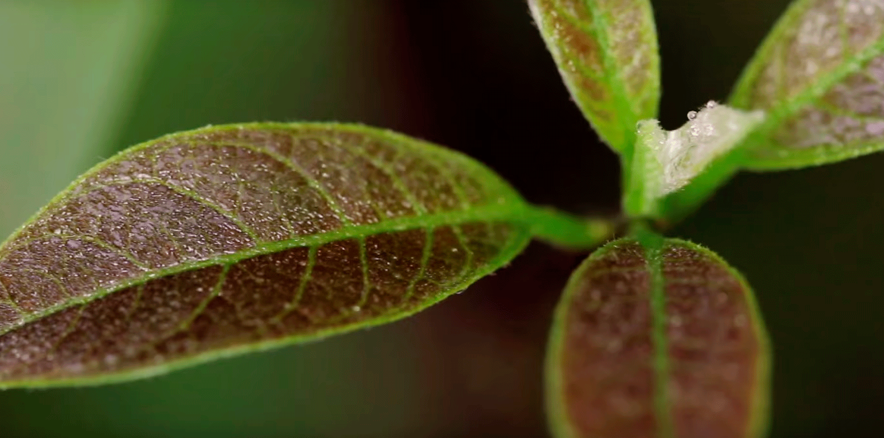 A medicina na floresta