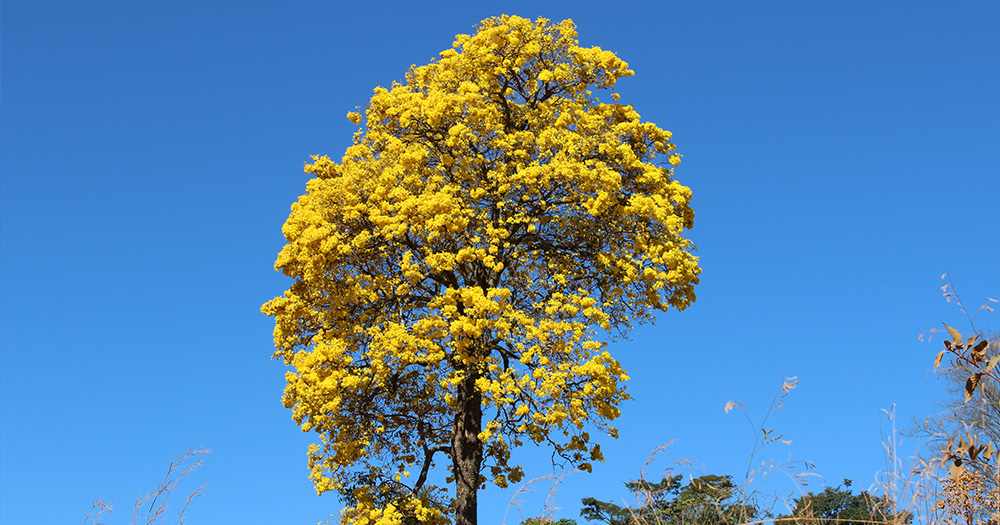 Trote Cidadão Paulista recepciona calouros do polo da Univesp Atibaia